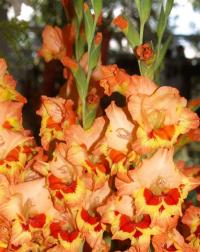 Mečík 'Magda' (Gladiolus)