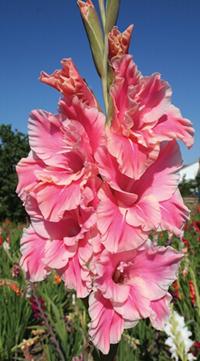 Mečík 'Menel' (Gladiolus)