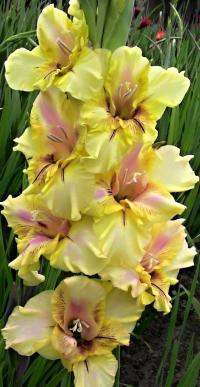 Mečík 'Elegant' (Gladiolus)