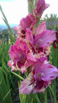 Mečík 'Úsmev' (Gladiolus)