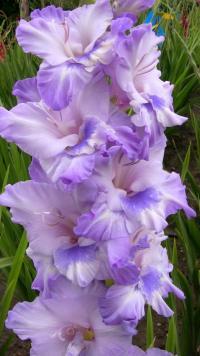 Mečík 'Eloise' (Gladiolus)