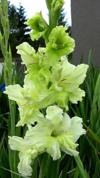 Mečík 'Green Pastel' (Gladiolus)
