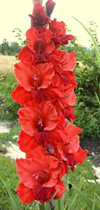 Mečík 'Margarita' (Gladiolus)