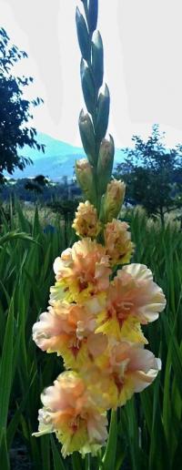 Mečík 'Confetti' (Gladiolus)