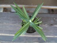 Pryšec skočcový (Euphorbia lathyris)