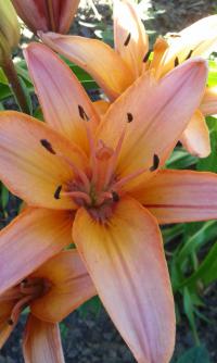 Lilie 'Forever Marjolein' - Asijské hybridy vysoké (Lilium)