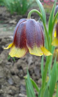 Řebčík Michajlovského (Fritillaria michailovskyi)