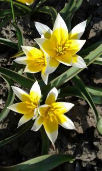 Tulipán pozdní (Tulipa urumiensis)