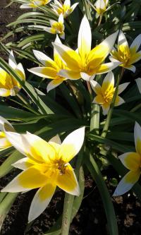 Tulipán pozdní (Tulipa urumiensis)