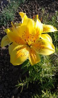 Lilie 'Sunny Joy' - Asijské hybridy nízké (Lilium)