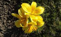 Lilie 'Sunny Joy' - Asijské hybridy nízké (Lilium)
