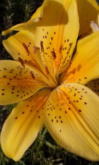 Lilie 'Sunny Joy' - Asijské hybridy nízké (Lilium)