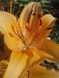 Lilie 'Apricot Joy' - Asijské hybridy nízké (Lilium)
