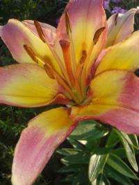 Lilie 'Lady Like' - Asijské hybridy nízké (Lilium)