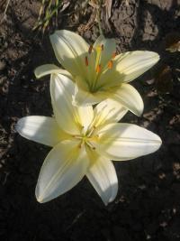 Lilie 'White Joy' - Asijské hybridy nízké (Lilium)