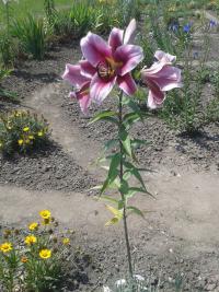 Lilie 'Paraquay' - OT hybridy