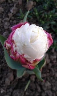 Tulipa      'Ice Cream'  tulipán květy, květenství