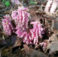 Podbílek šupinatý (Lathraea squamaria)