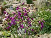 Dračík (Penstemon barbatus)
