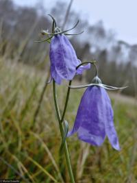 Zvonek okrouhlolistý