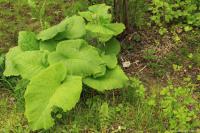 Kolotočník ozdobný (Telekia speciosa)