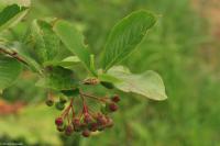 Temnoplodec černoplodý