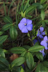 Barvínek menší (Vinca minor)