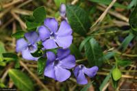 Barvínek menší (Vinca minor)