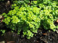 Mokrýš střídavolistý (Chrysosplenium alternifolium)