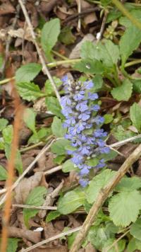Zběhovec plazivý (Ajuga reptans)