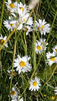 Kopretina bílá (Leucanthemum vulgare)