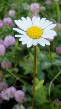 Kopretina bílá (Leucanthemum vulgare)