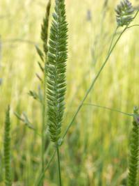 Poháňka hřebenitá (Cynosurus cristatus)