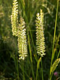 Poháňka hřebenitá (Cynosurus cristatus)