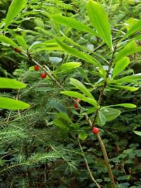 Lýkovec jedovatý (Daphne mezereum)