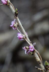 Lýkovec jedovatý (Daphne mezereum)