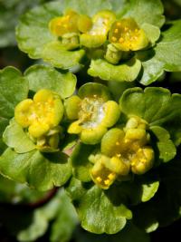 Mokrýš střídavolistý (Chrysosplenium alternifolium)
