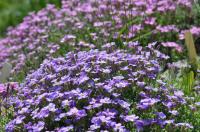 Tařička (Aubrieta)