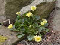 Orsej jarní (Ficaria verna)