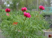 Pivoňka úzkolistá (Paeonia tenuifolia)