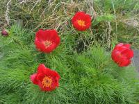 Pivoňka úzkolistá (Paeonia tenuifolia)