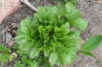 Pivoňka balkánská (Paeonia peregrina)