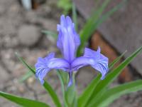 Kosatec Graeberův (Iris graeberiana)