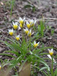 Tulipán pozdní (Tulipa urumiensis)