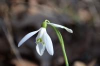 Sněženka podsněžník (Galanthus nivalis)