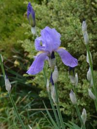 Kosatec bledý (Iris pallida)