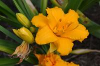 Denivka 'Condilla' (Hemerocallis)