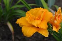 Denivka 'Condilla' (Hemerocallis)
