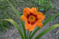 Denivka 'Eye-Yi-Yi' (Hemerocallis)