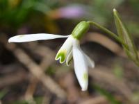 Sněženka podsněžník (Galanthus nivalis)